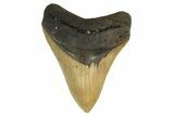 Fossil Megalodon Tooth - Huge NC Meg #298792-1